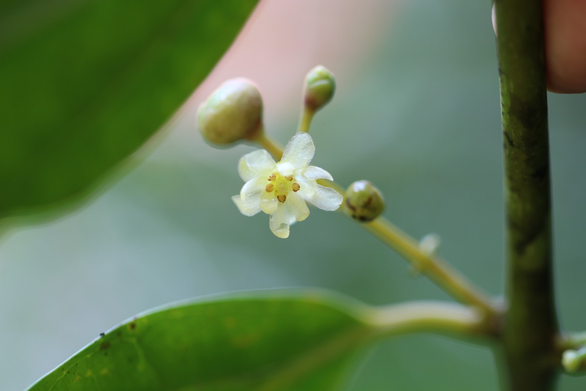 Hortonia angustifolia (Thwaites) Trimen